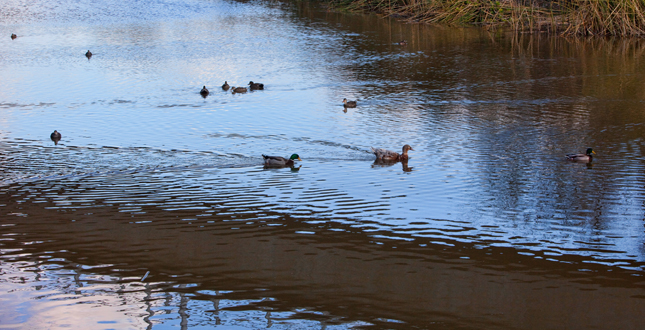 First San Diego River Improvement Project (FISDRIP)