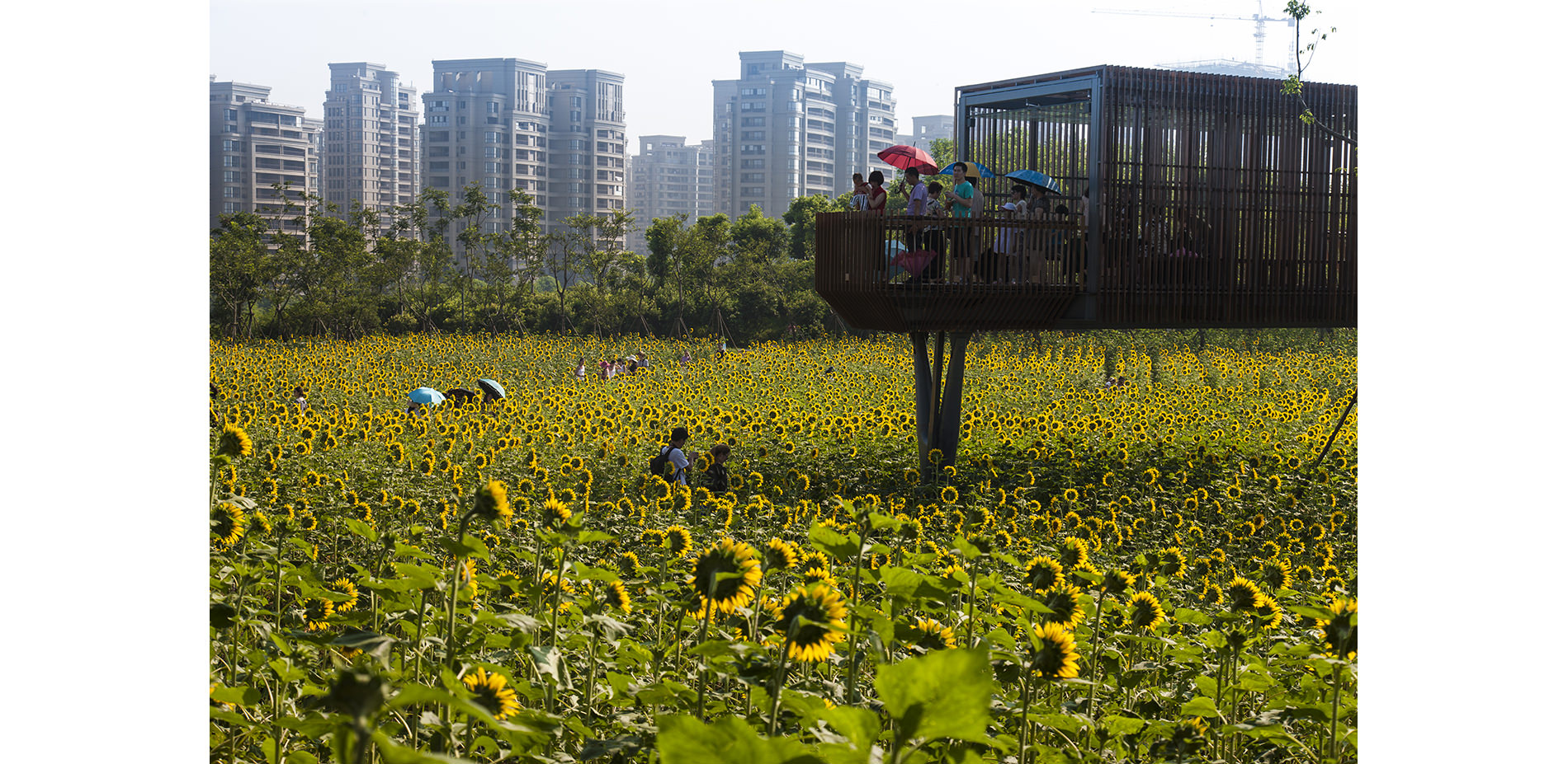 Sunflower Field