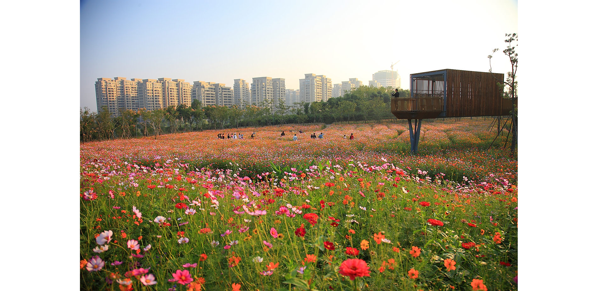 Mixture of Annual Flowers