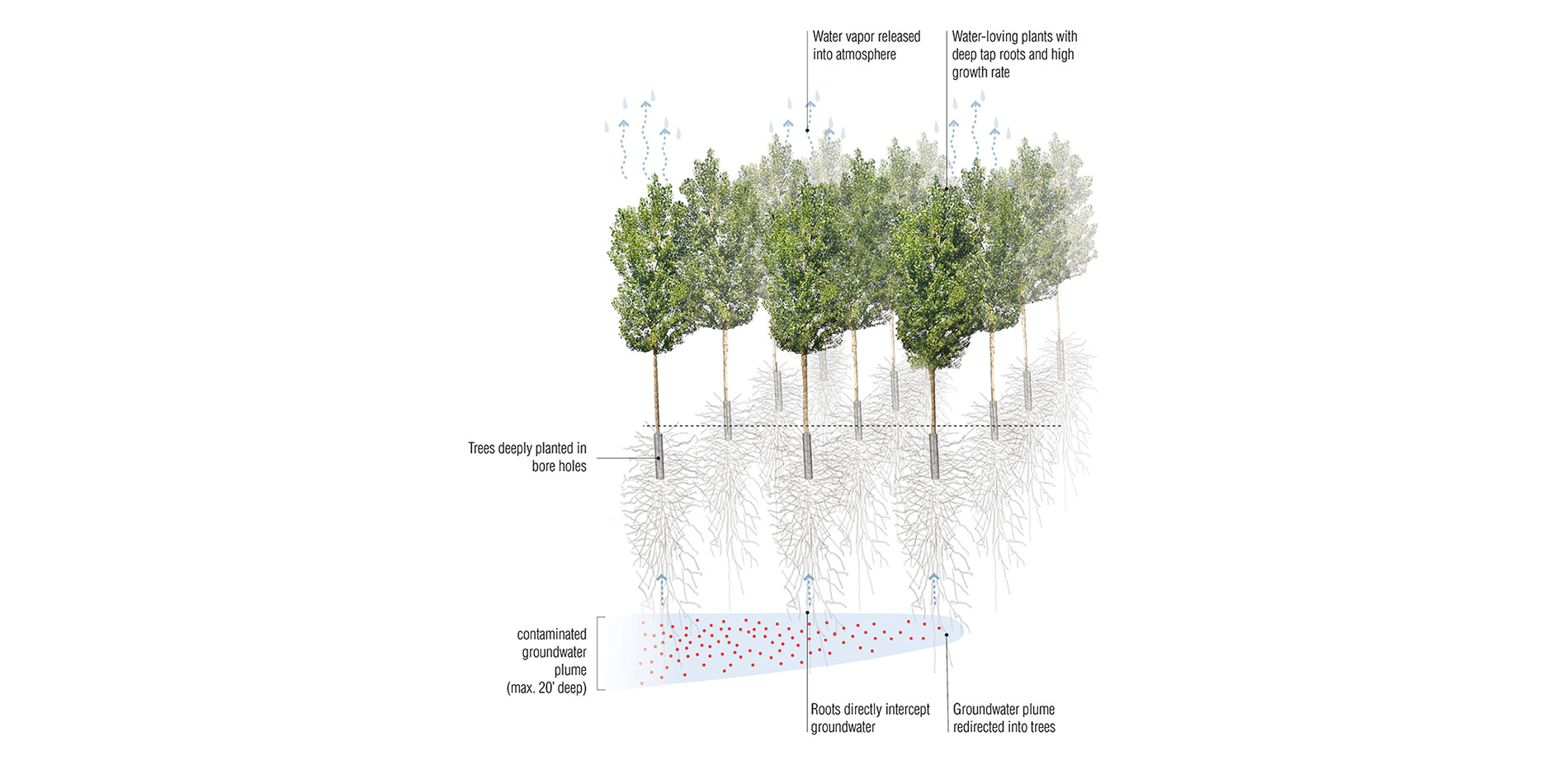 Groundwater Migration Tree Stand Illustration