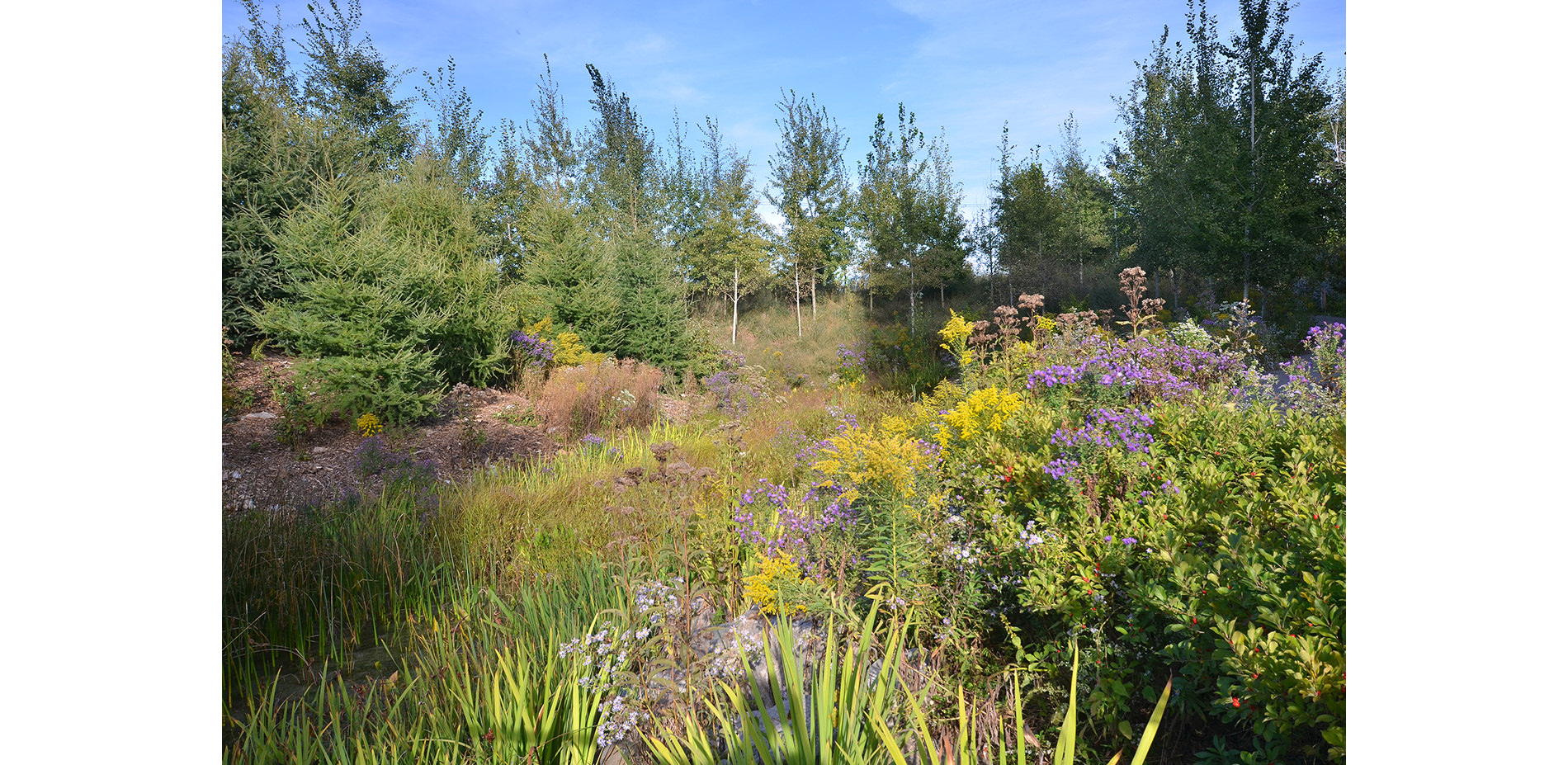 Various Flowers and Trees