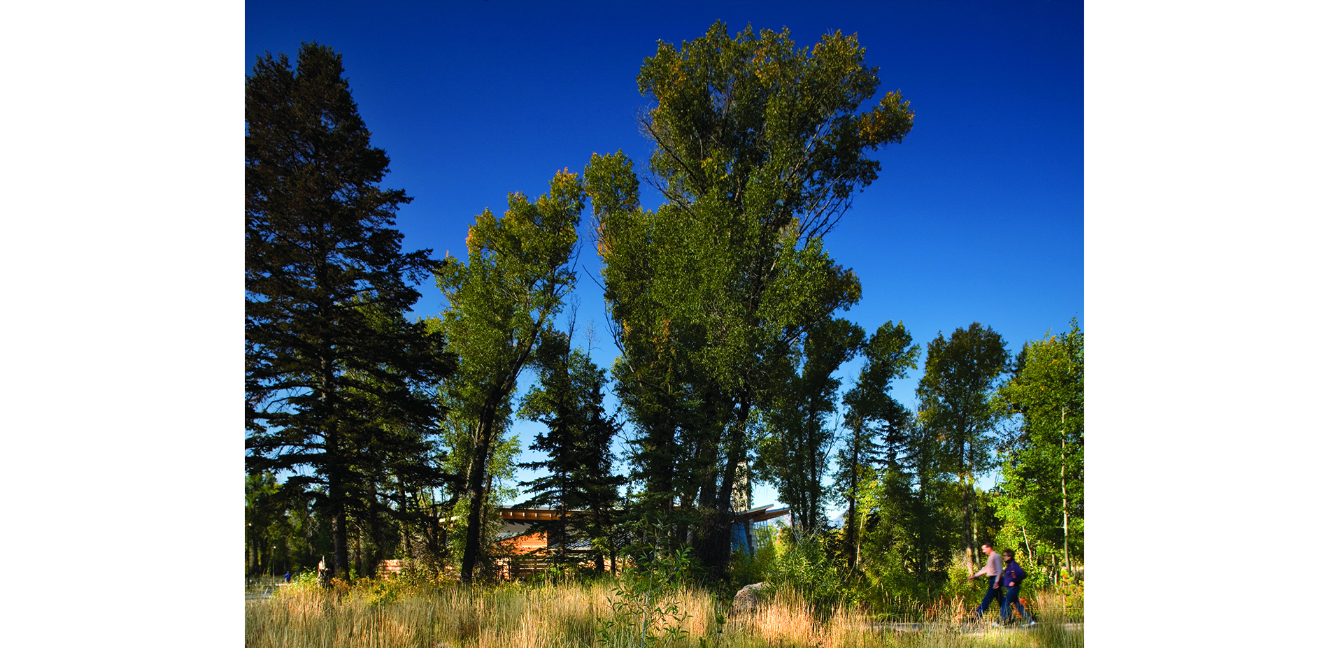 Cottonwood and Spruce Forest