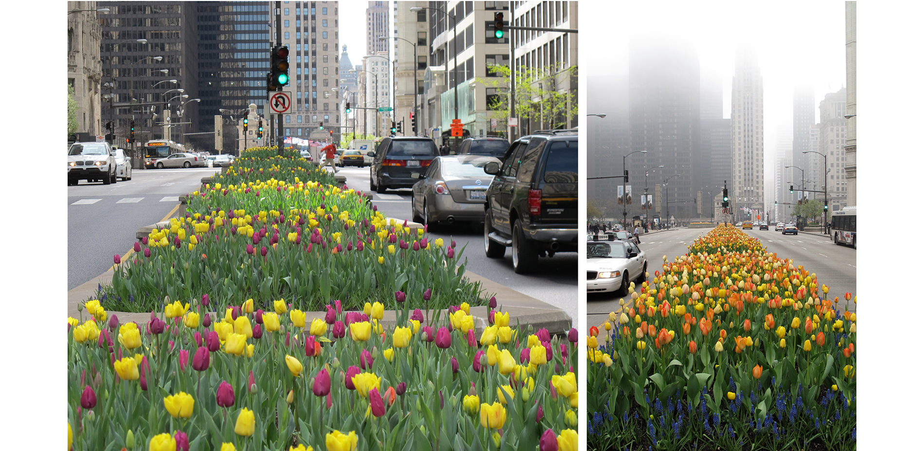 Tulips and Muscari Bulbs