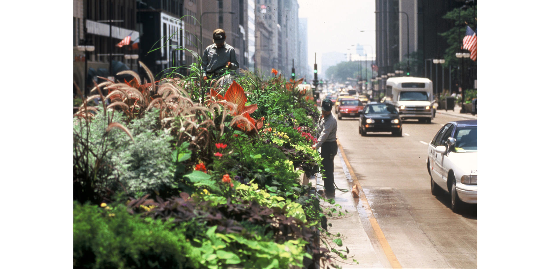 Midwestern Plants