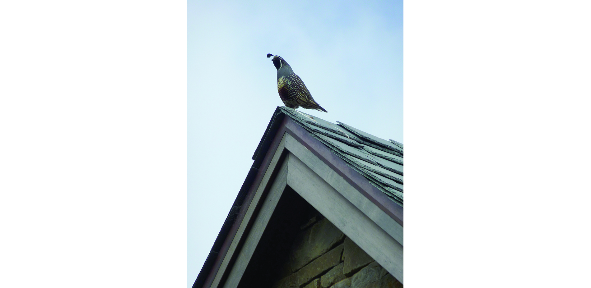 Quail on Roof