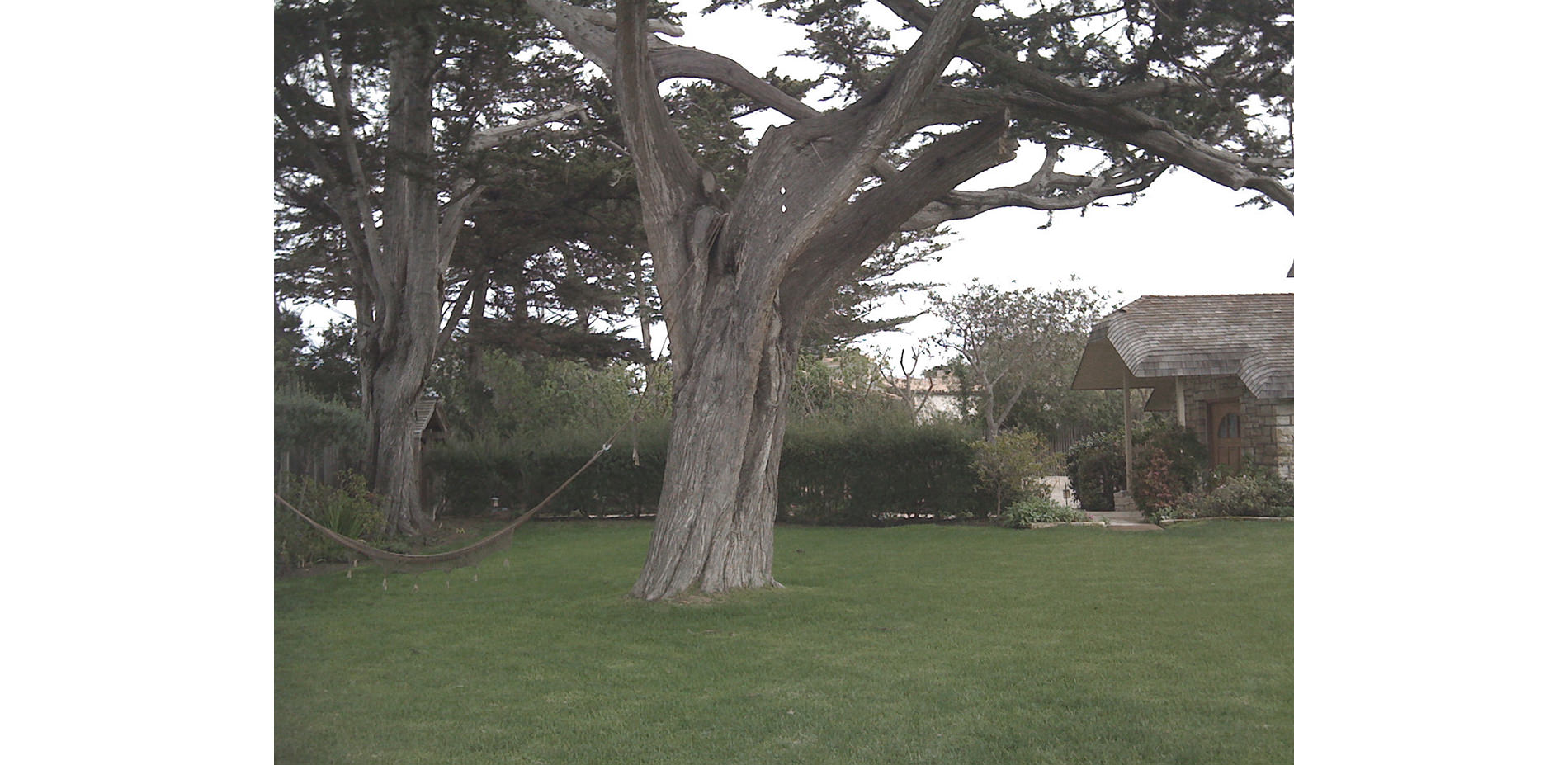 Lawn with Trees