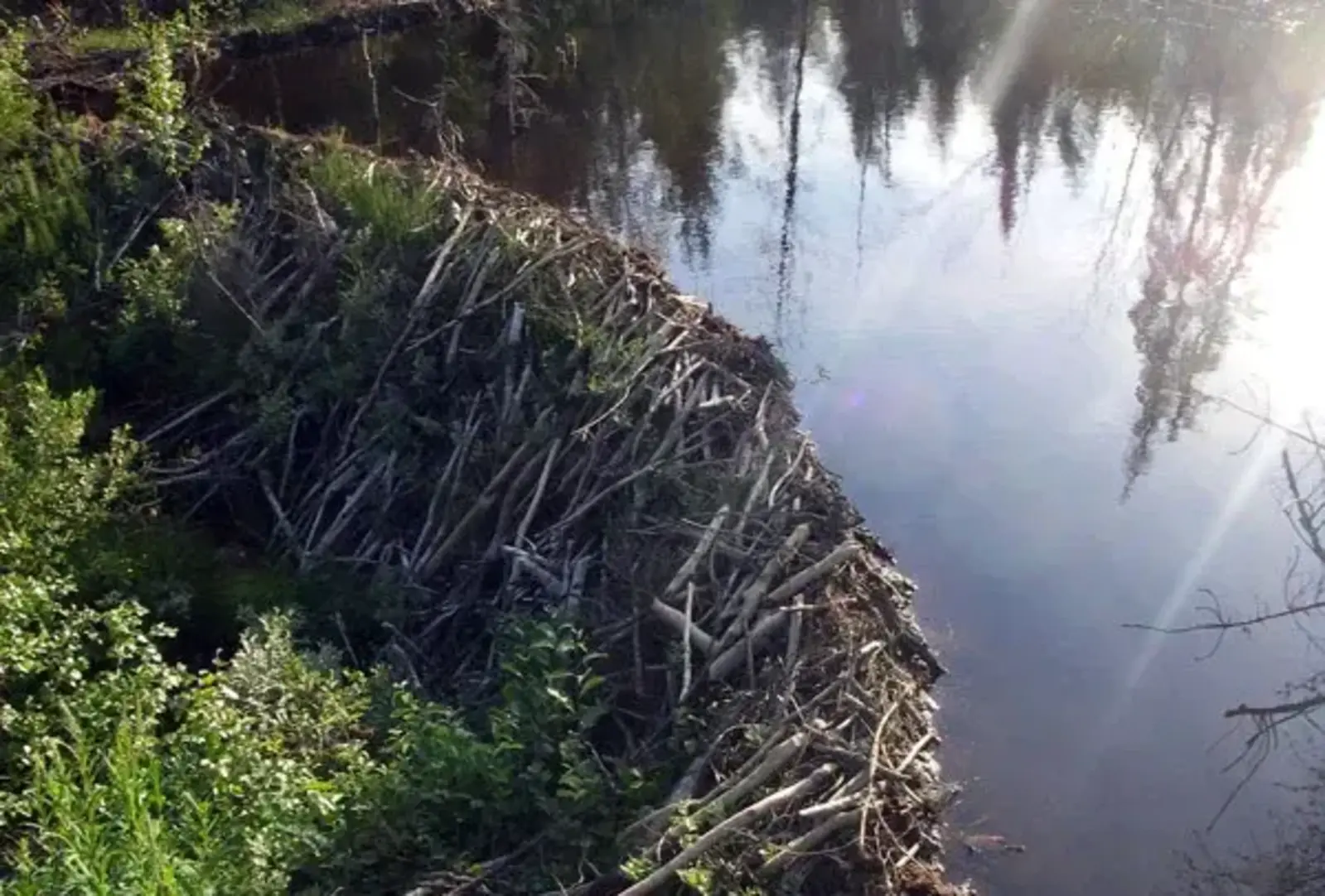Large European beaver dam, Sweden. Image credit: Lars Falkdalen Lindahl / GNU - Wikipedia