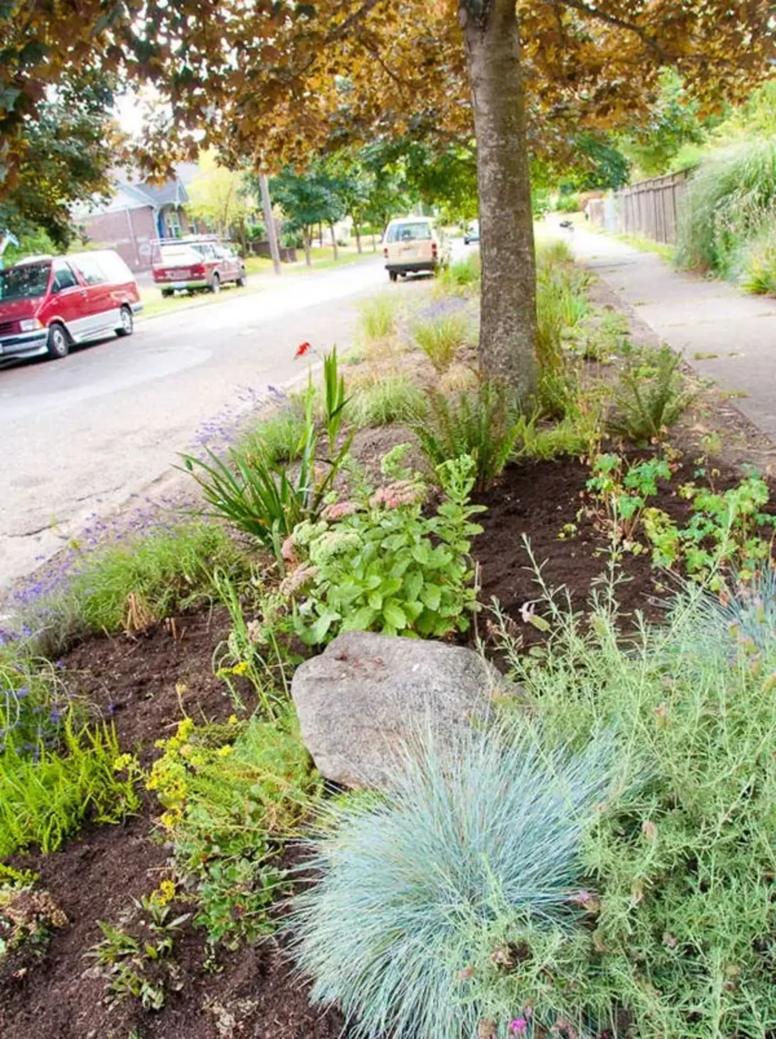Seattle Pollinator Pathway. Image credit: Copyright Kelly Brenner. Metropolitan Field Guide 