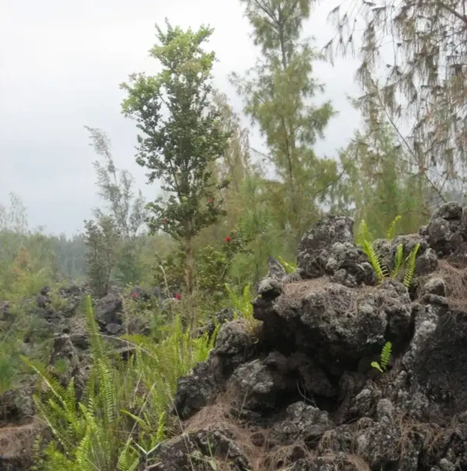 Novel ecosystem in Hawaii. Image credit: Emma Marris