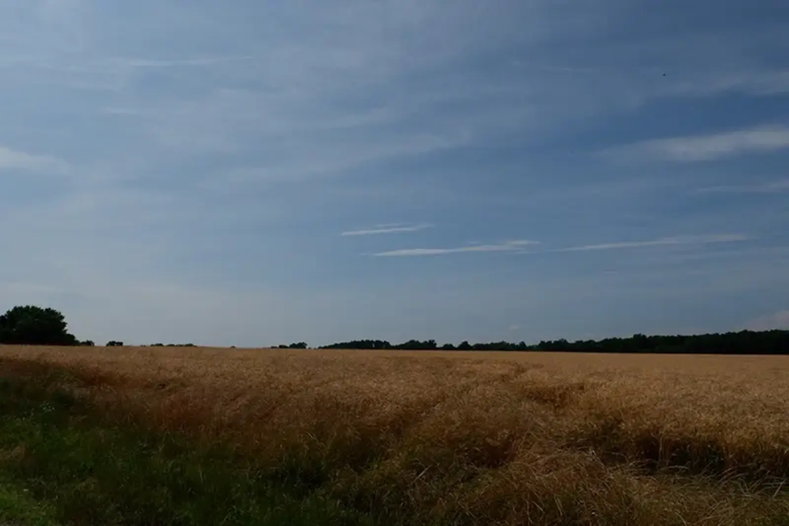 Retracing Olmsted's journey through the South / Sara Zewde