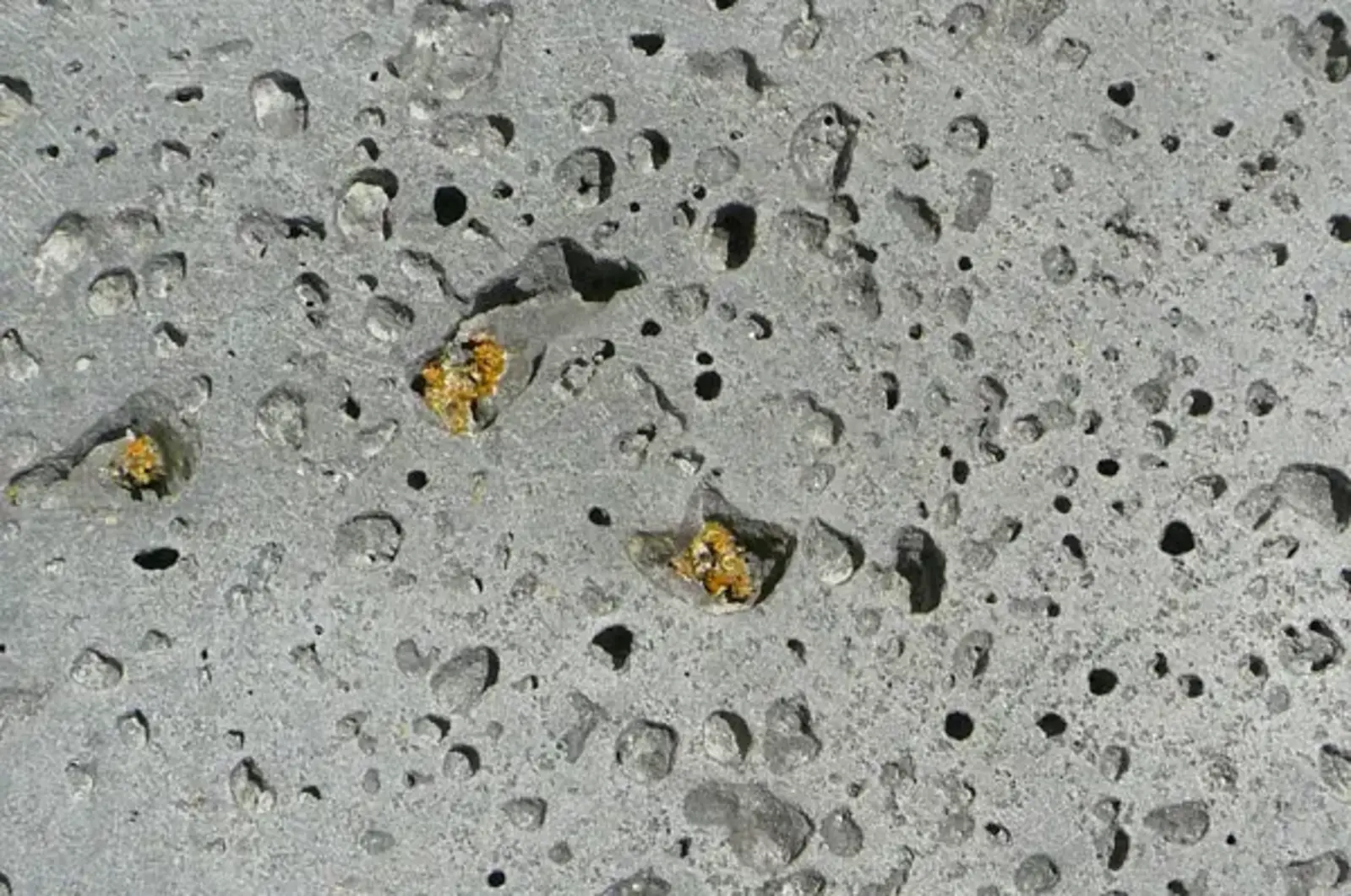 Lichen close-up / Image credit: CMG Landscape Architecture