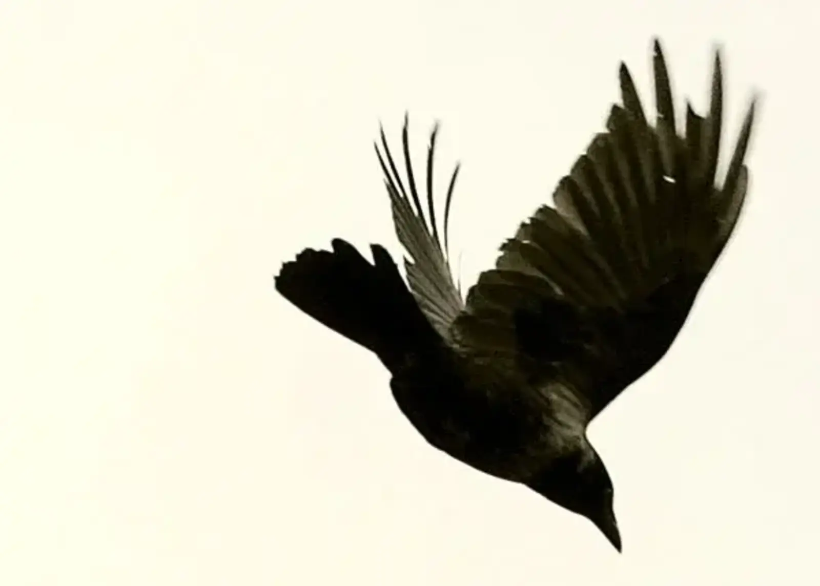 Image credit: Crow divebombing / Dr. Pat. Flickr