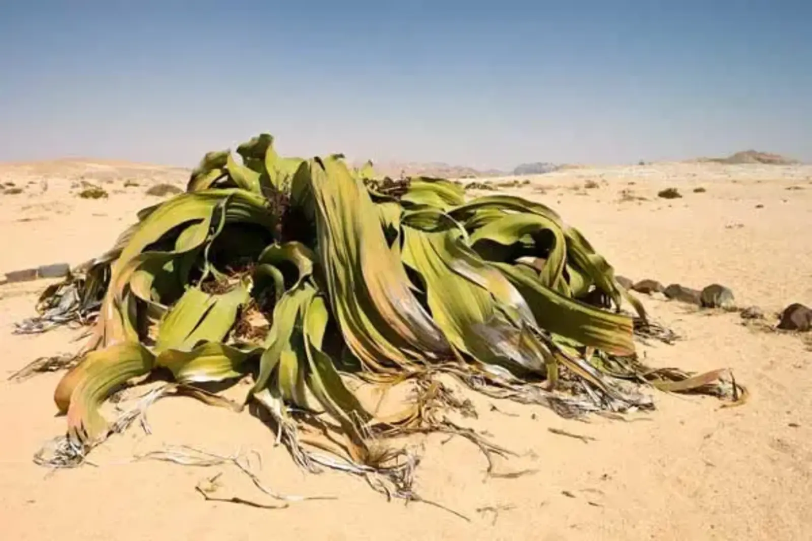 Welwitschia mirablis / Brilliant Botany