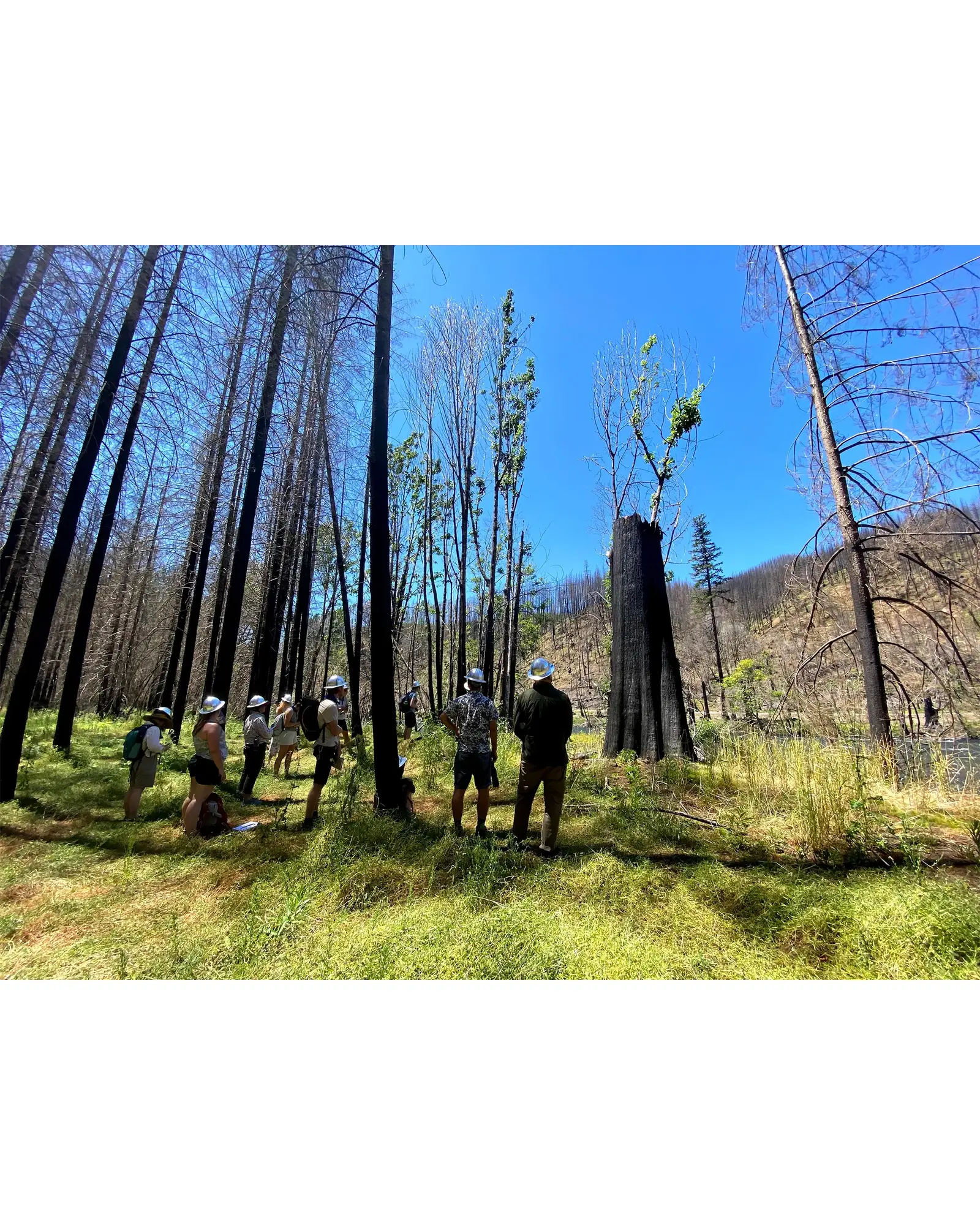 Overlook Field School: Wildfire Recovery
