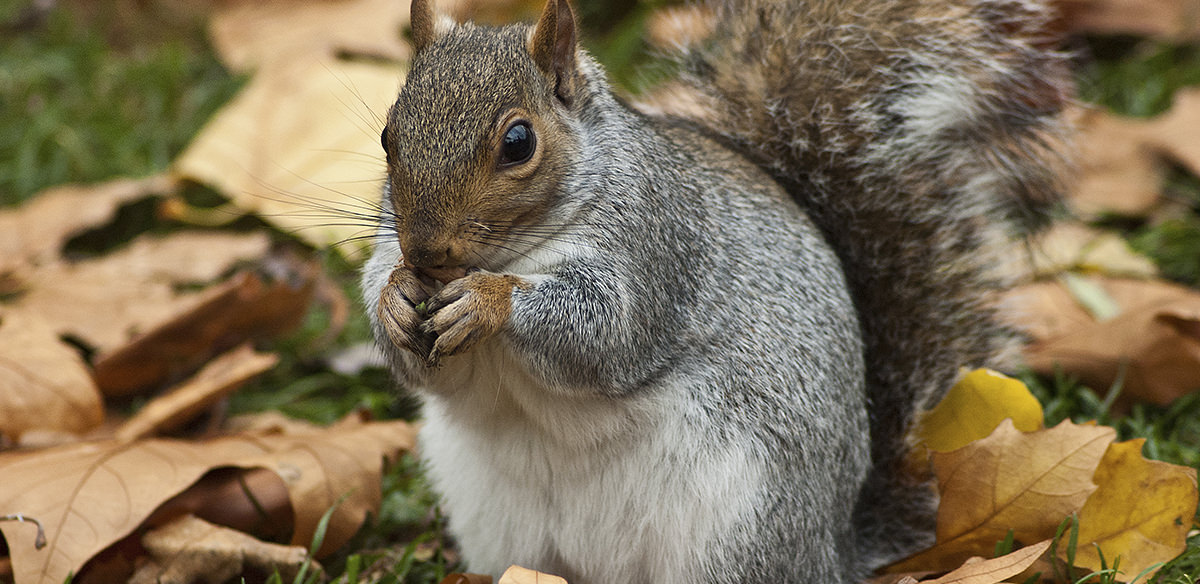 Squirrel sitting on the back of a park bench and eating something