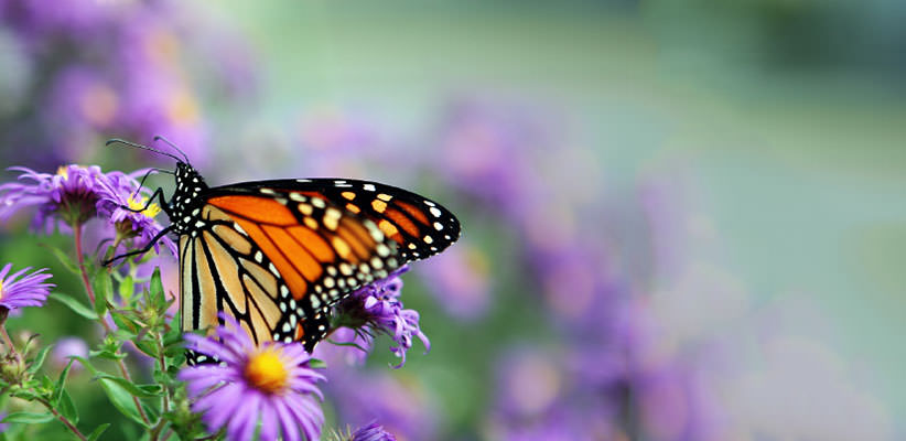 Three butterflies on a cluster of yellow flowers