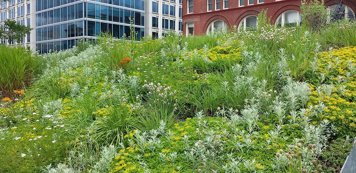 Green roof plants — cacti, etc. — with brick wall in the background