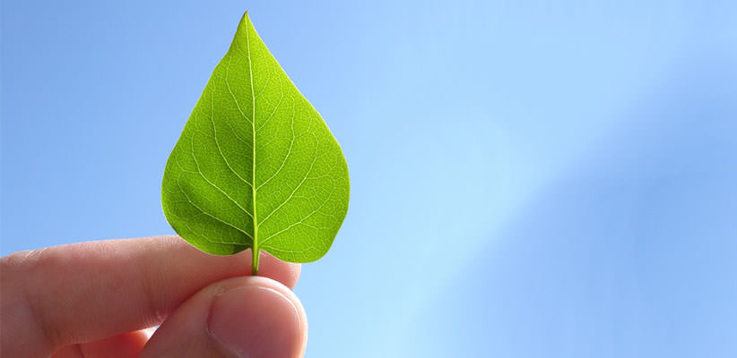 Close-up photo of a hand holding up a tiny leaf