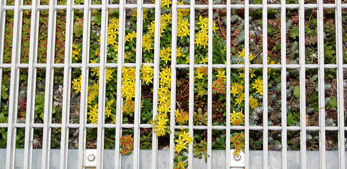 Sedum growing through grating on green roof