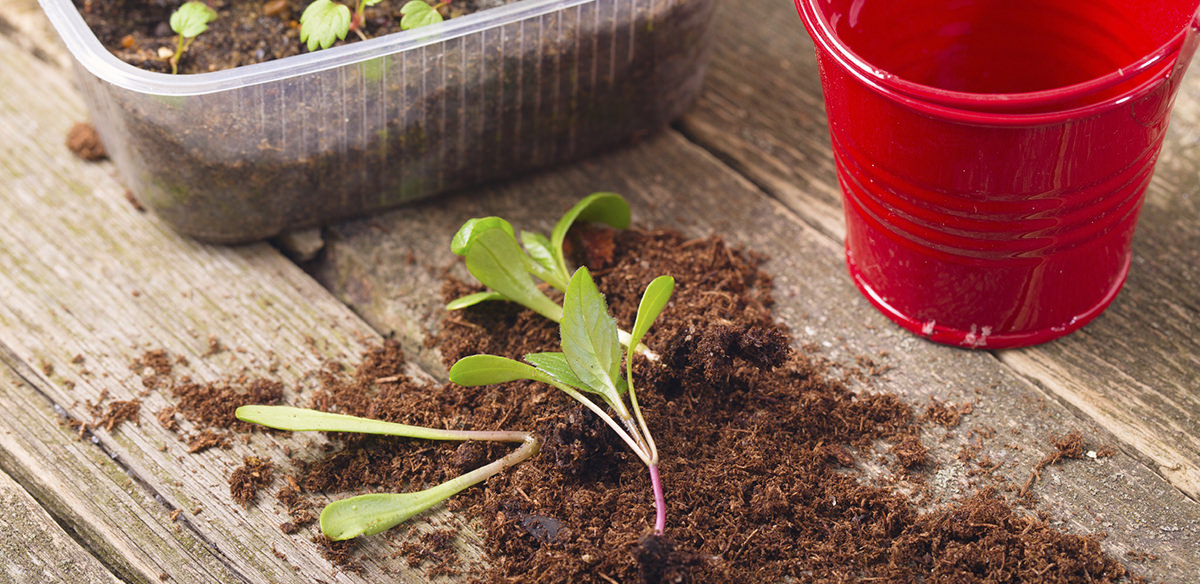 Child watering potted plants with a large watering can