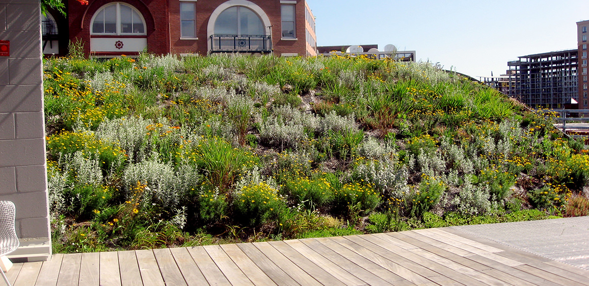 Green roof from the perspective of a walkway with a white brick wall to the left as well as another building visible in the background