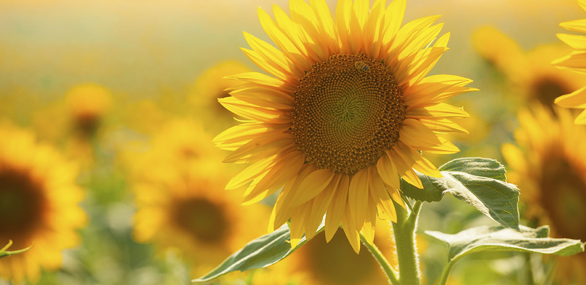 Close-up shot of a sunflower