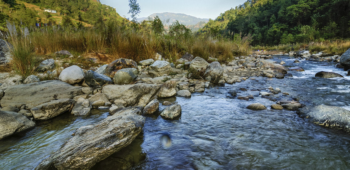 A stream running through a forest