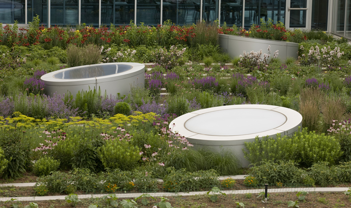 Rooftop Haven for Urban Agriculture